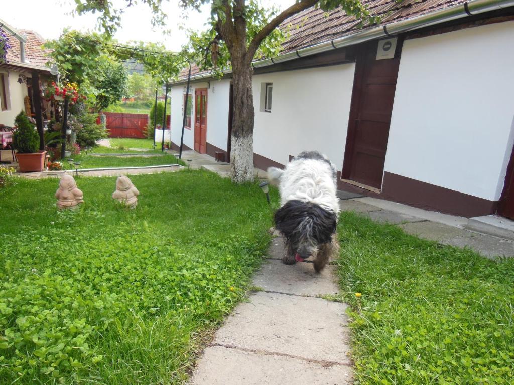 Pension Bassen Базна Экстерьер фото
